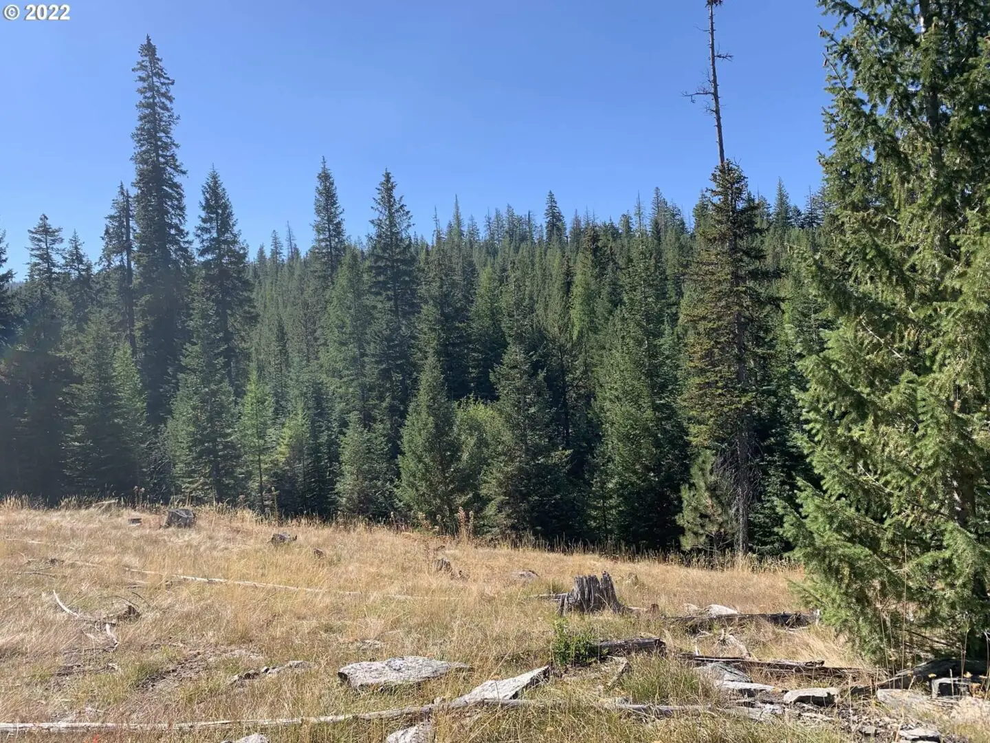 A field with trees in the background and some rocks