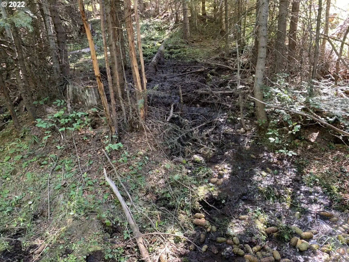 A stream running through the middle of a forest.