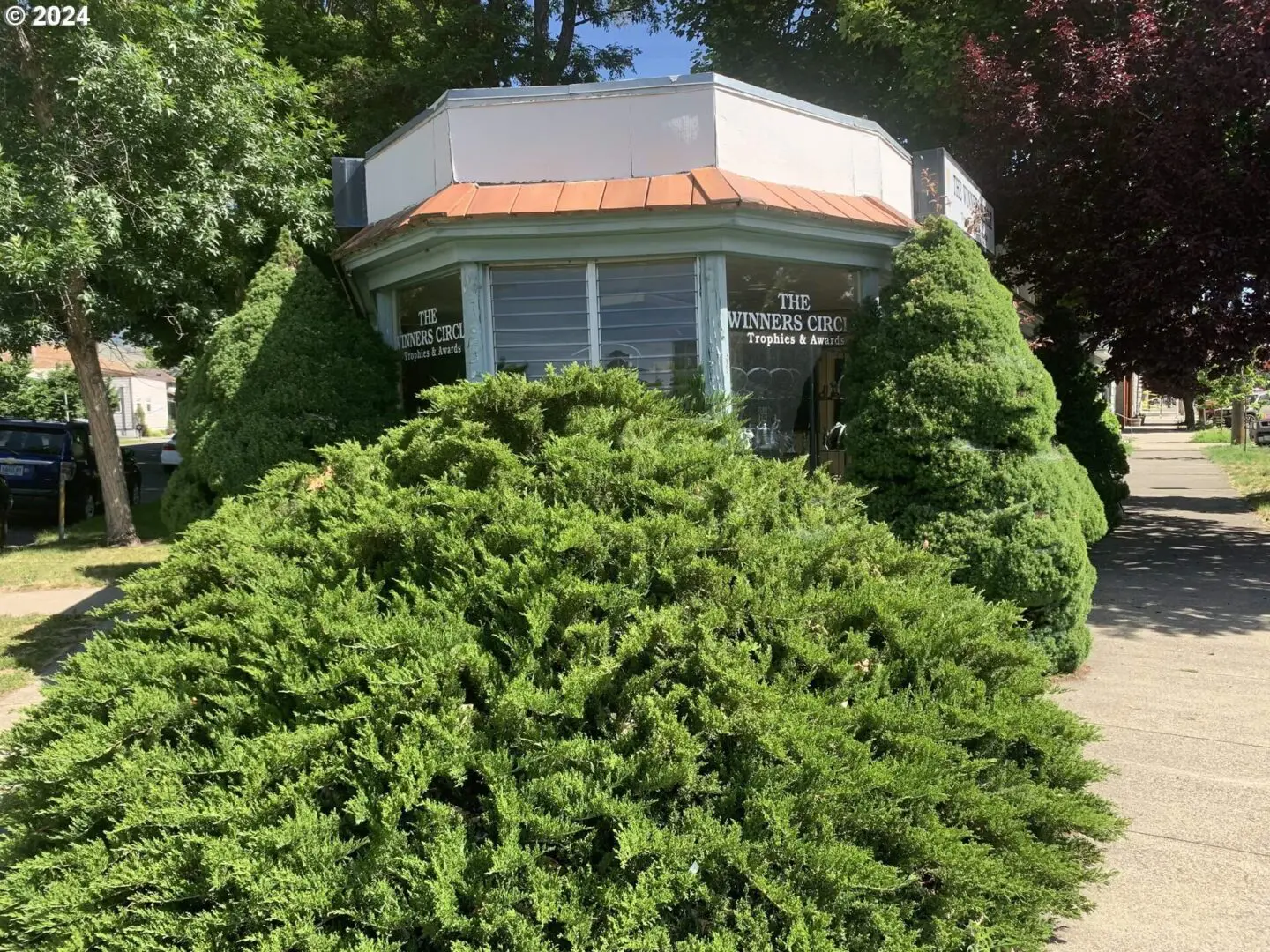 A large bush with a building in the background