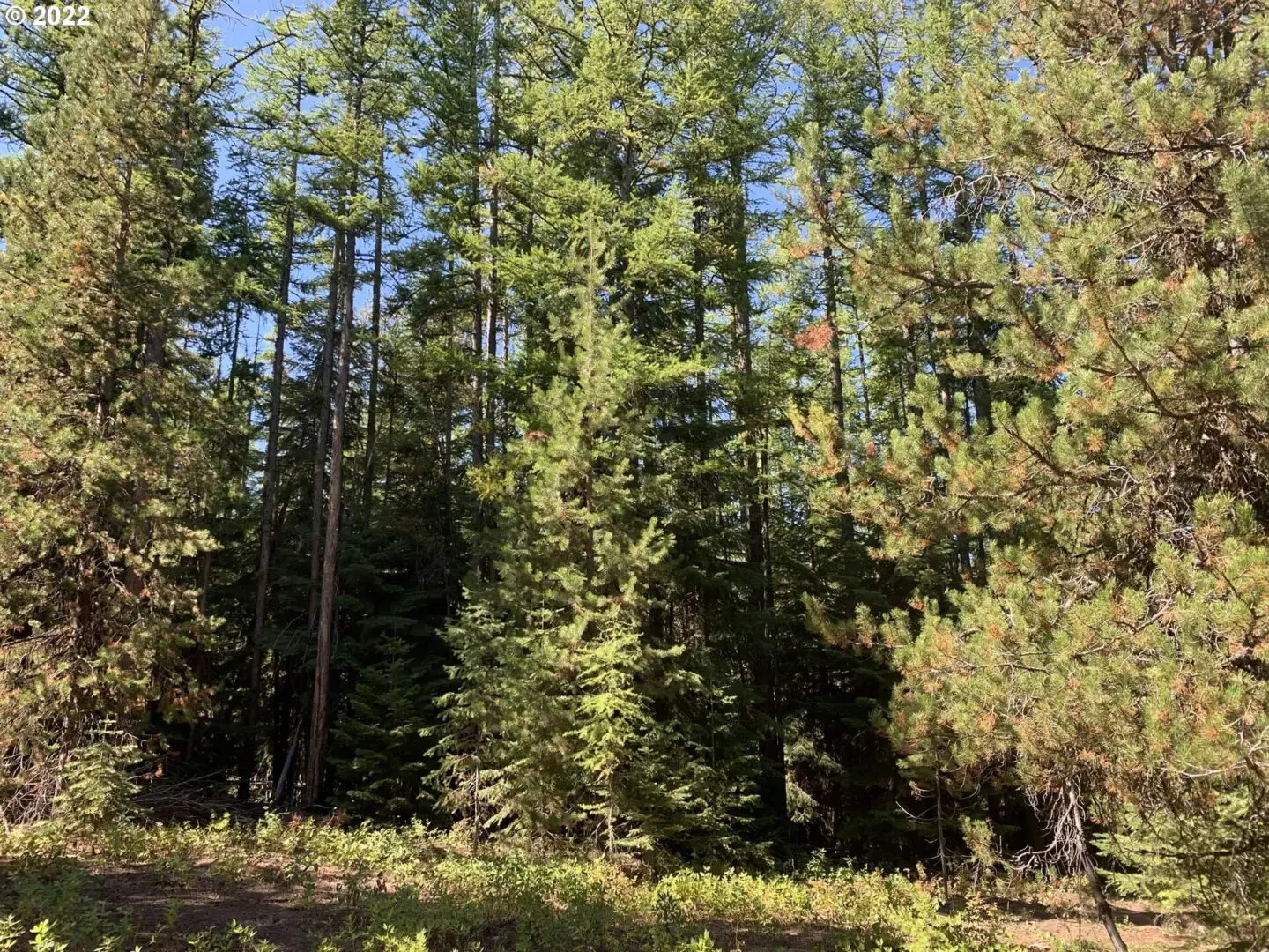 A forest with many trees and bushes