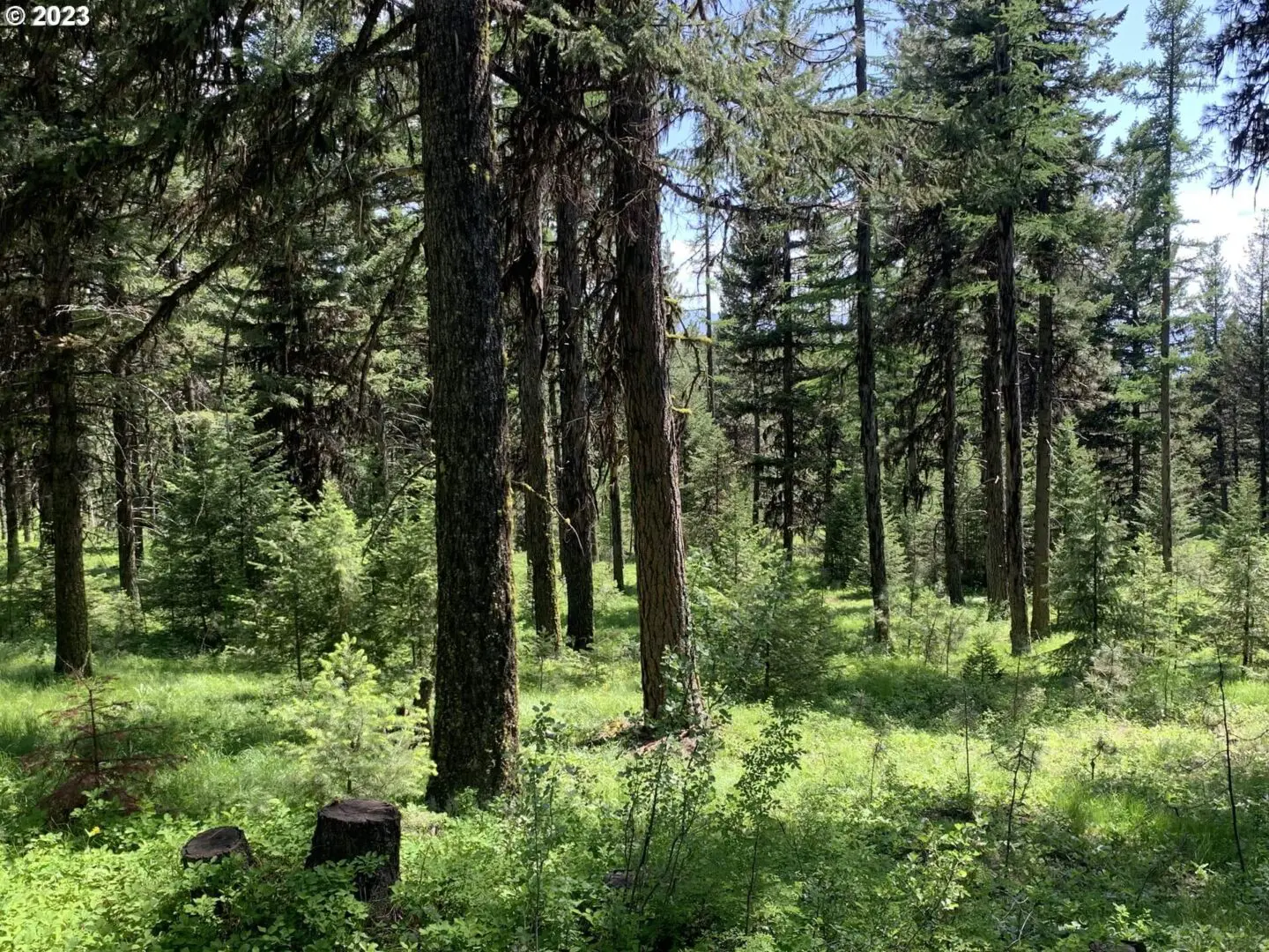 A forest with many trees and bushes