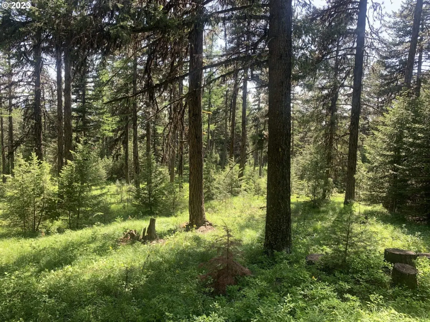 A forest with trees and grass in the foreground.