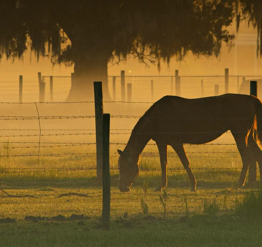 A horse grazing in the pasture at sunset.