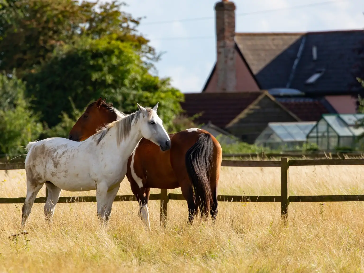 Two horses standing in a field with their heads down.