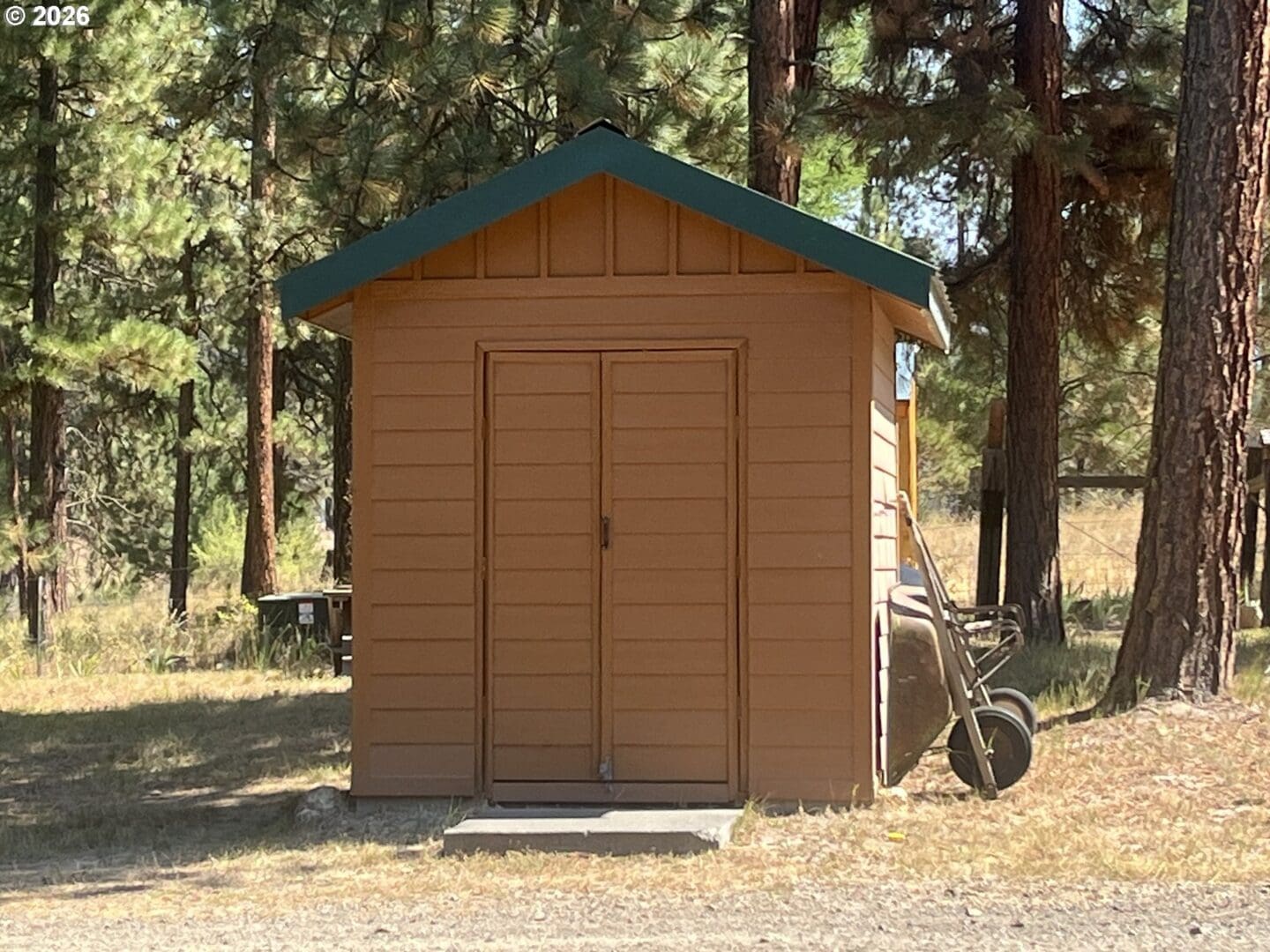 Small shed surrounded by tall pine trees.